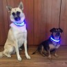 Obroża LED dla psa kota ŚWIECĄCA fazy - kolor BŁĘKITNY