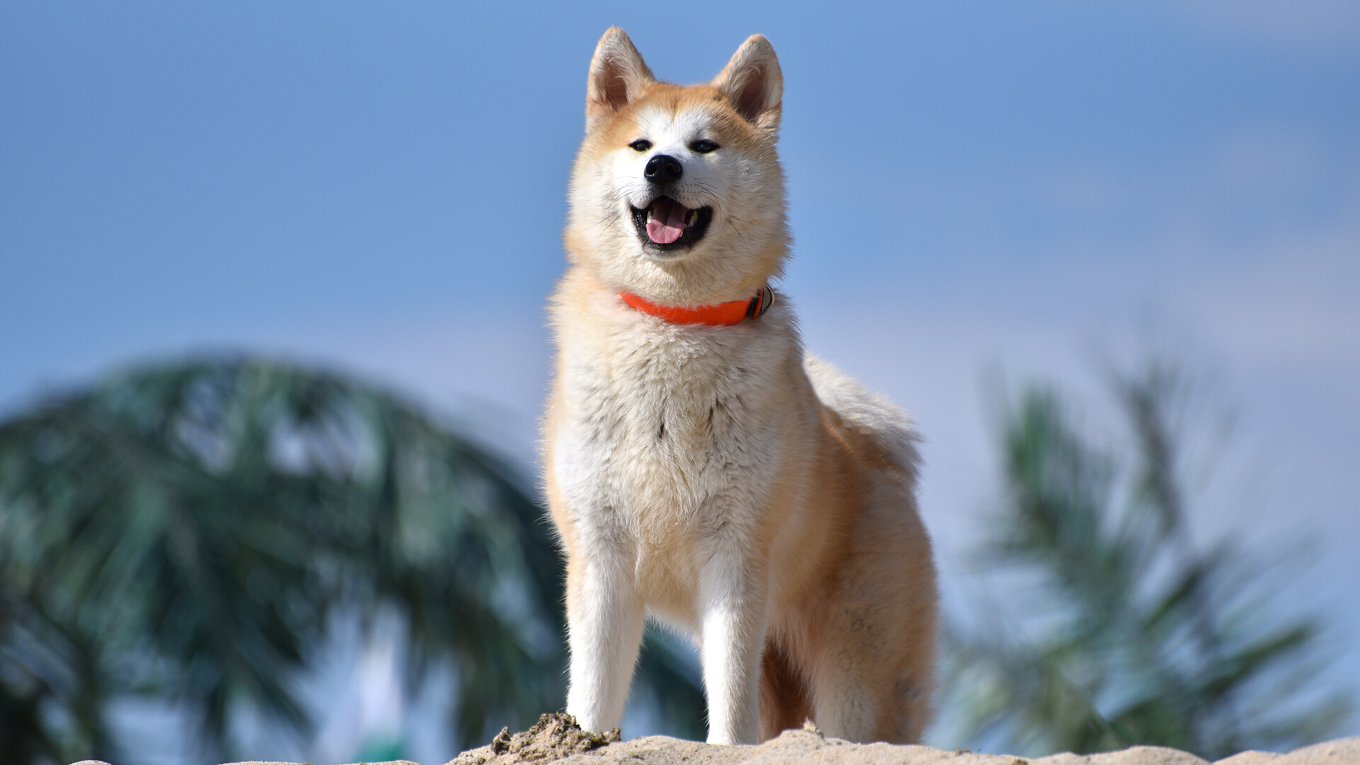 Akita Inu — portret rasy