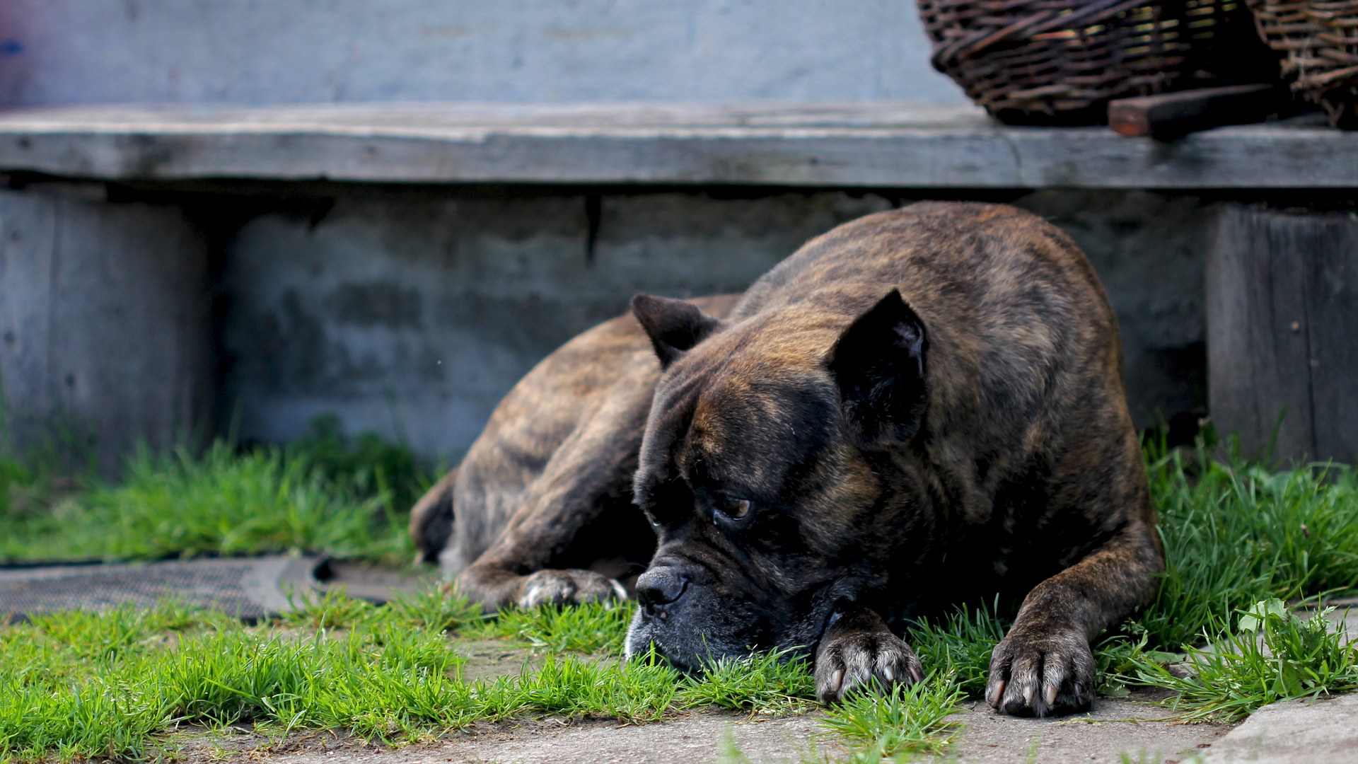 Cane Corso — portret rasy