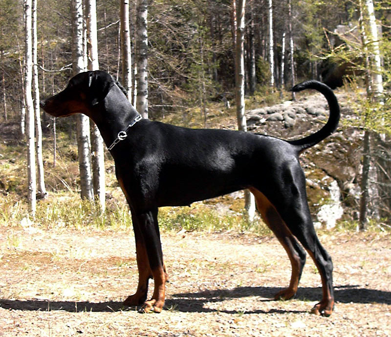 Doberman — portret rasy