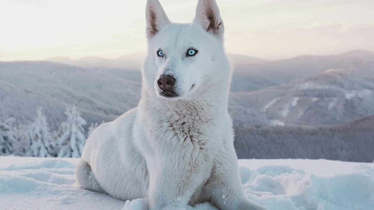 Husky syberyjski — portret rasy