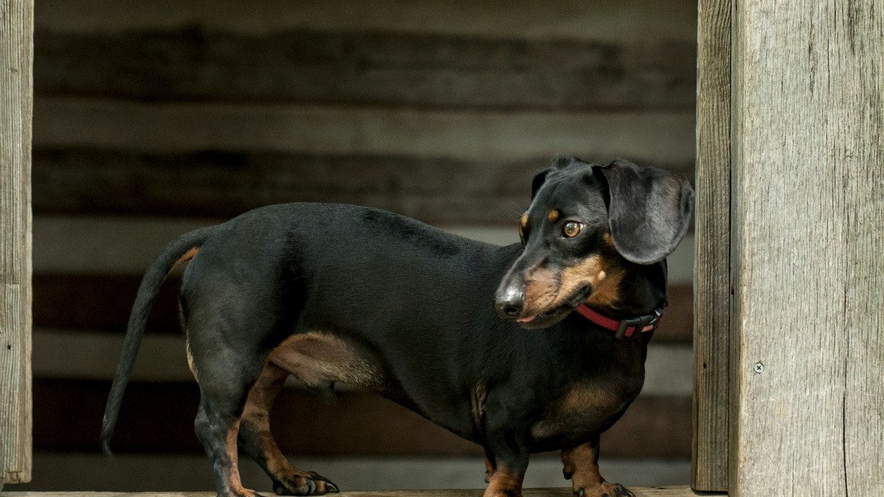 Jamnik (dachshund) — portret rasy