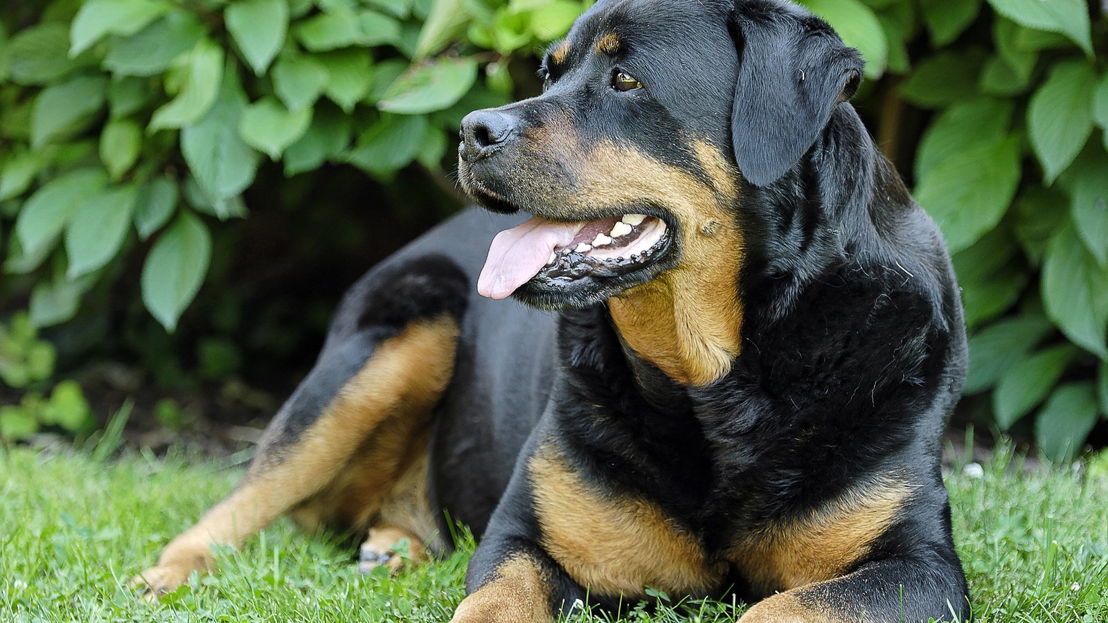 Rottweiler – dorosły pies, klasyczne umaszczenie czarno-rude