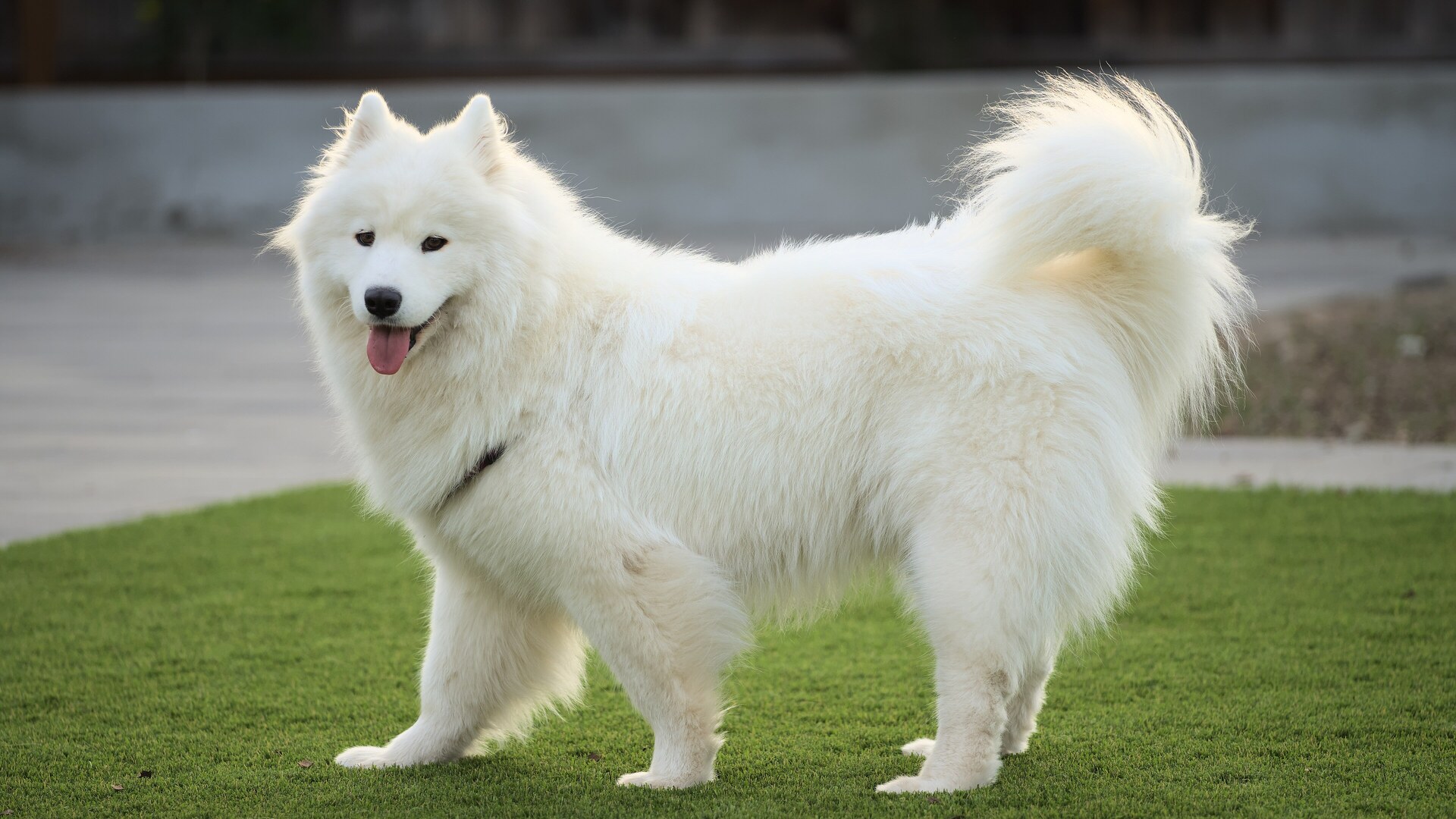 Samojed (Samoyed) — portret rasy