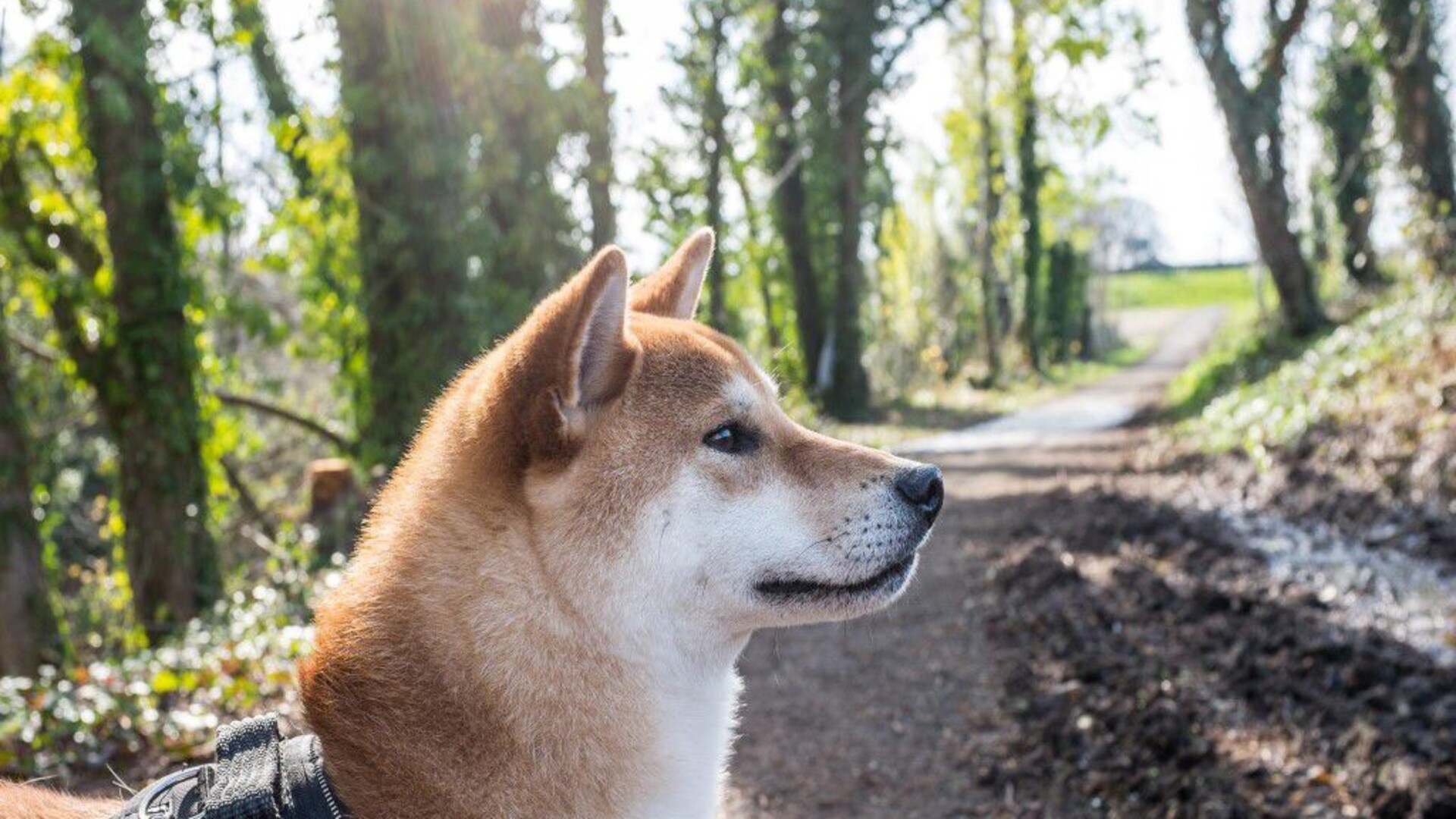 Shiba Inu — portret rasy