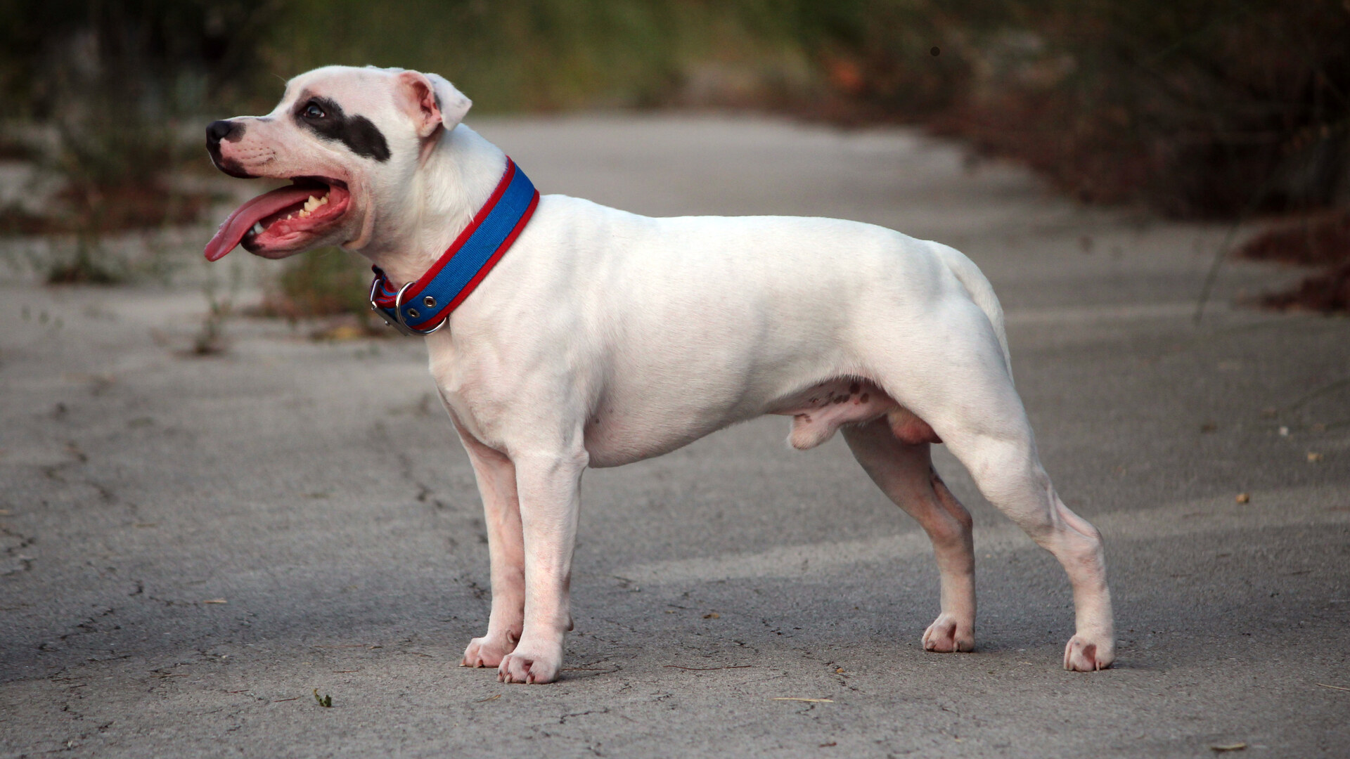 Staffordshire Bull Terrier (Staffbull) — portret rasy