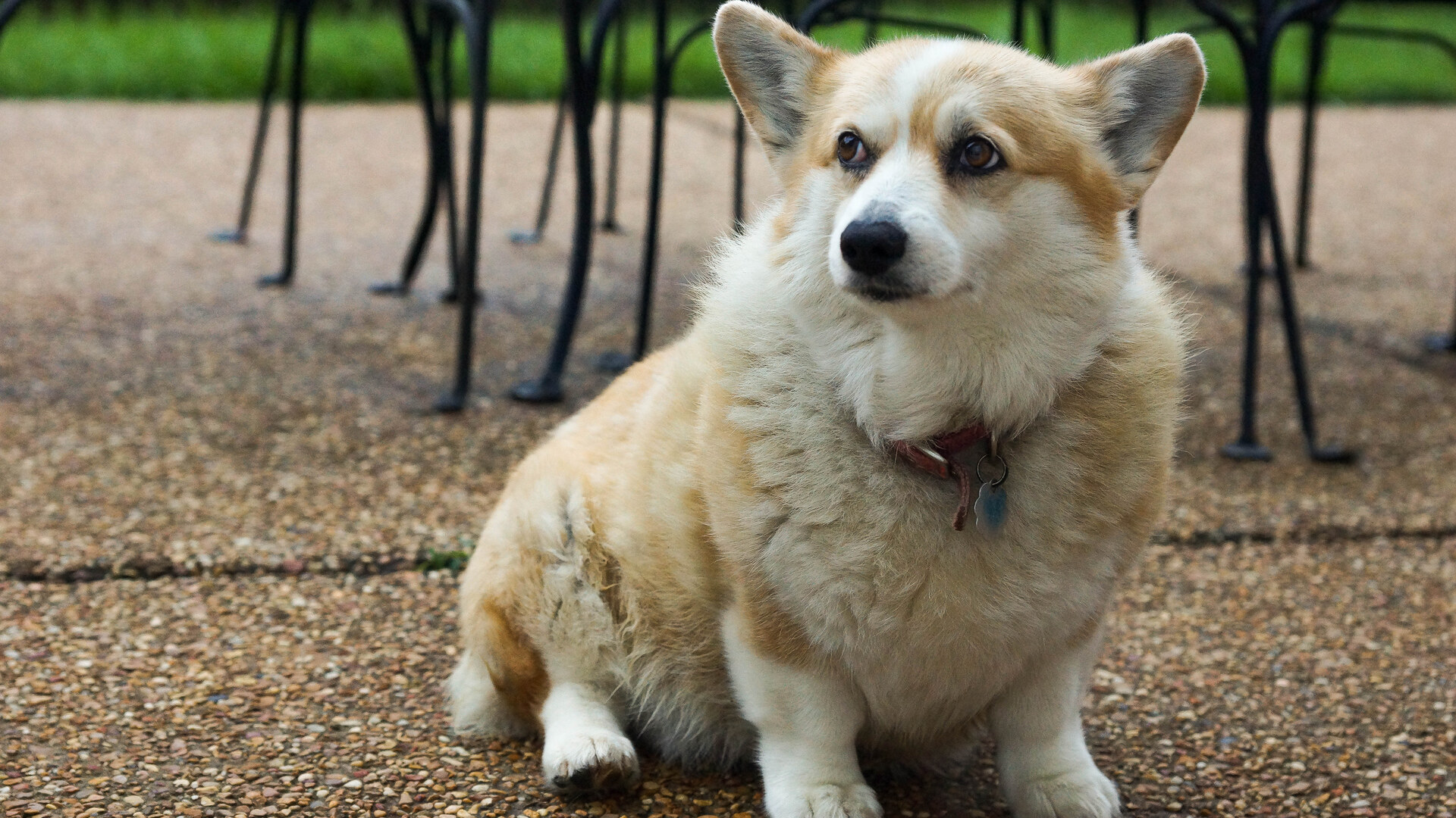 Welsh Corgi Pembroke — portret rasy